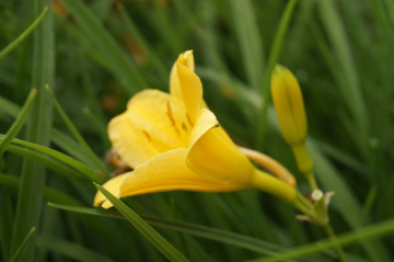 Hemerocallis 'Stella de Oro'Daglelie bestellen